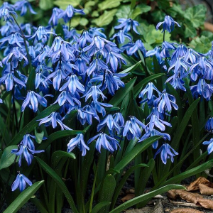 Саженцы Комплект 5шт / Пролеска сибирская (Scilla siberica..