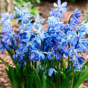 Саженцы Комплект 5шт / Пролеска сибирская (Scilla siberica.. Саженцы Комплект 5шт / Пролеска сибирская (Scilla siberica..