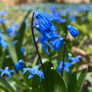Саженцы Комплект 5шт / Пролеска сибирская (Scilla siberica.. Саженцы Комплект 5шт / Пролеска сибирская (Scilla siberica..