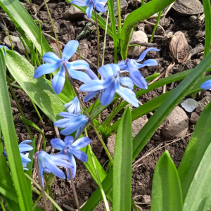 Саженцы Комплект 5шт / Пролеска сибирская (Scilla siberica.. Саженцы Комплект 5шт / Пролеска сибирская (Scilla siberica..