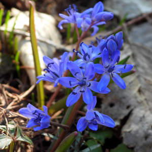 Саженцы Комплект 5шт / Пролеска сибирская (Scilla siberica..