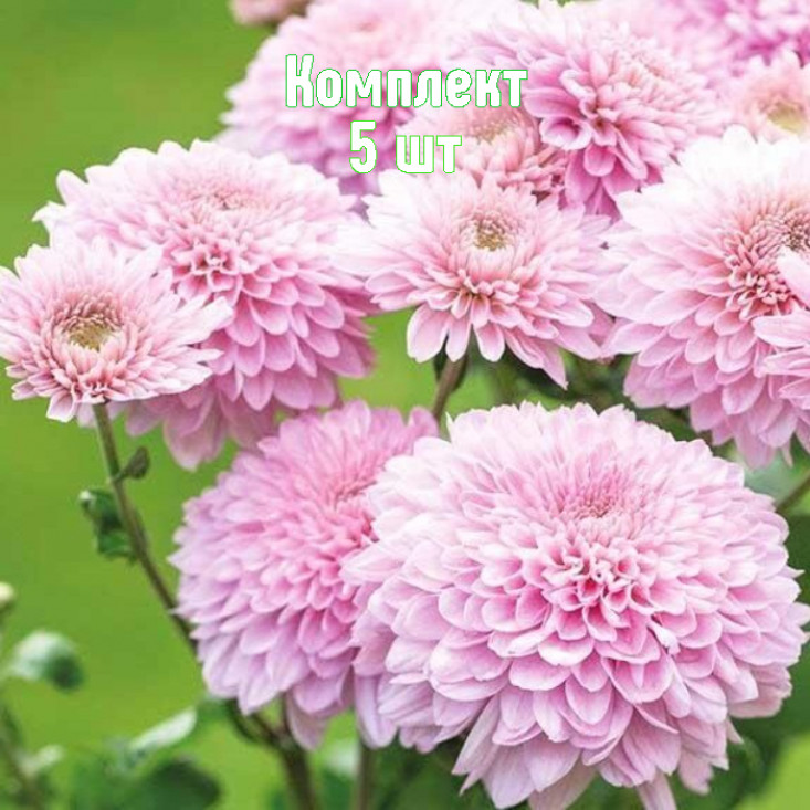 Комплект 5шт / Хризантема Гомпи Пинк Комплект 5шт / Хризантема Гомпи Пинк