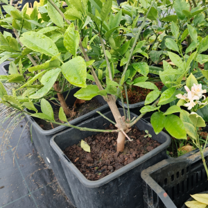Саженцы Лимон Павловский
