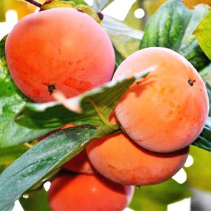 Комплект 5шт / Хурма Мидер - Вкус и качество Комплект 5шт / Хурма Мидер - Вкус и качество
