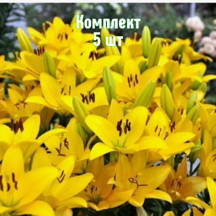 Комплект 5шт / Лилия Сципионе Комплект 5шт / Лилия Сципионе