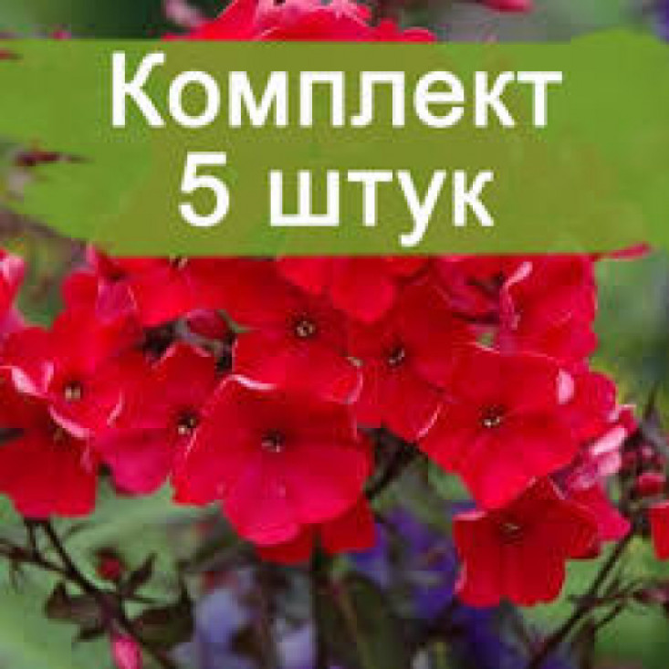 Комплект 5шт / Флокс Тенор - яркие цветы для вашего сада Комплект 5шт / Флокс Тенор - яркие цветы для вашего сада